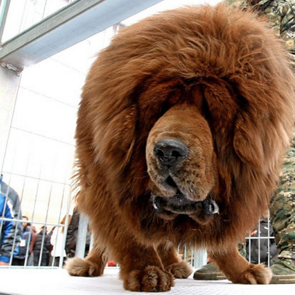 Коричневый Тибетский мастиф