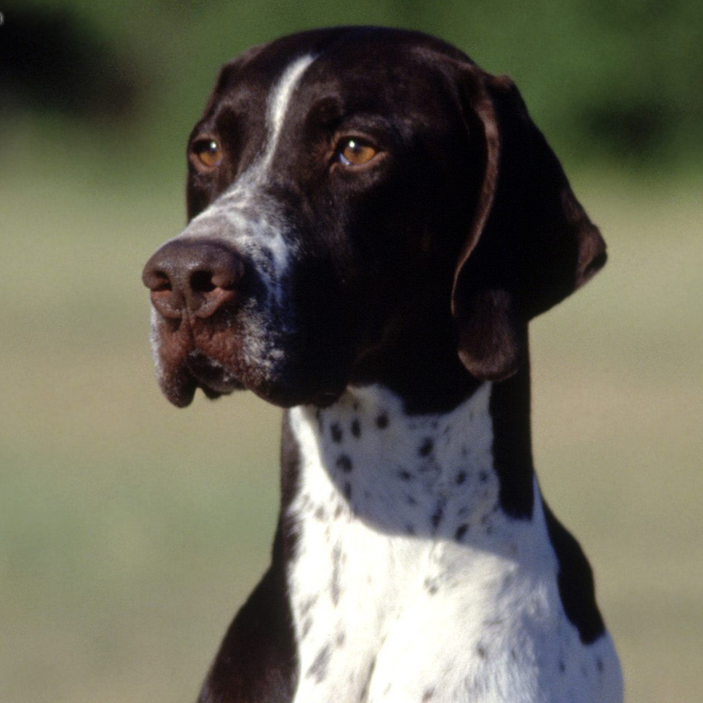 Коричнево-белый Пойнтер