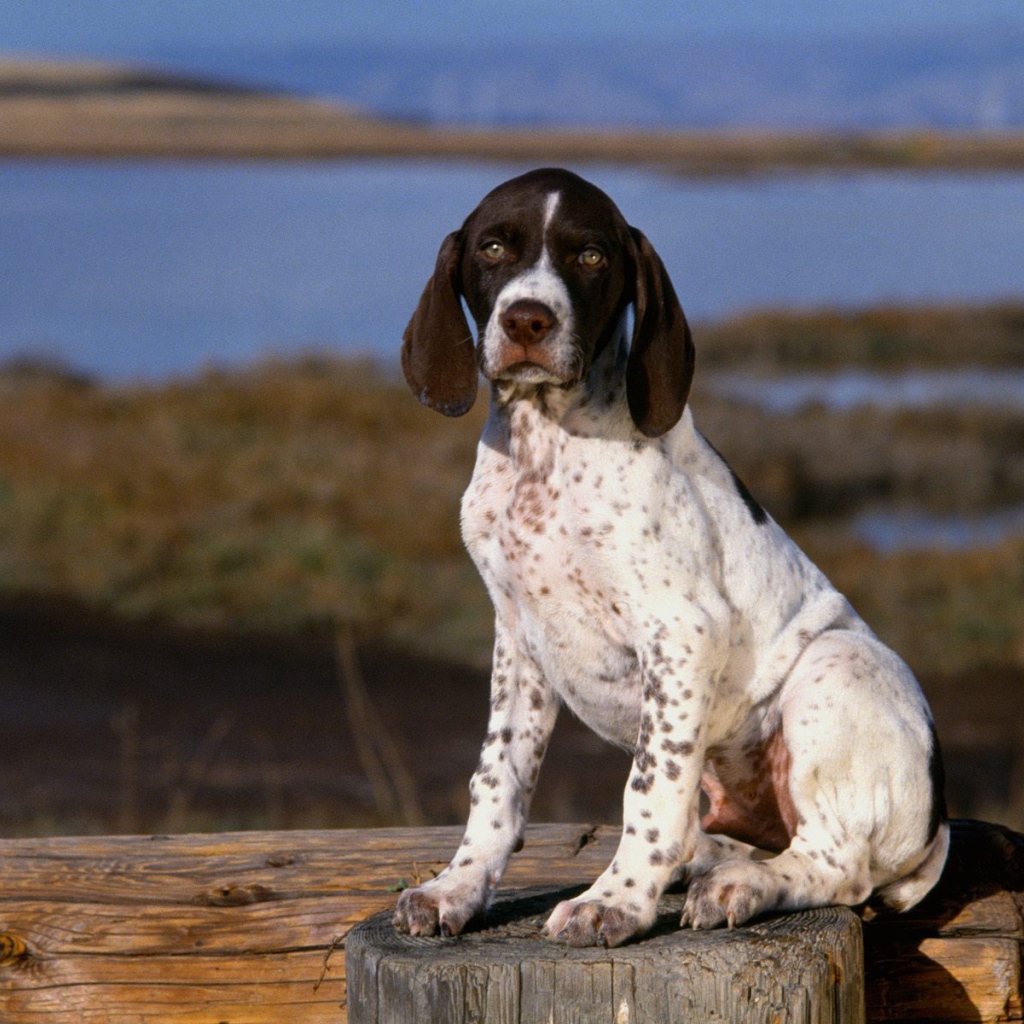 Маленький щенок Пойнтера