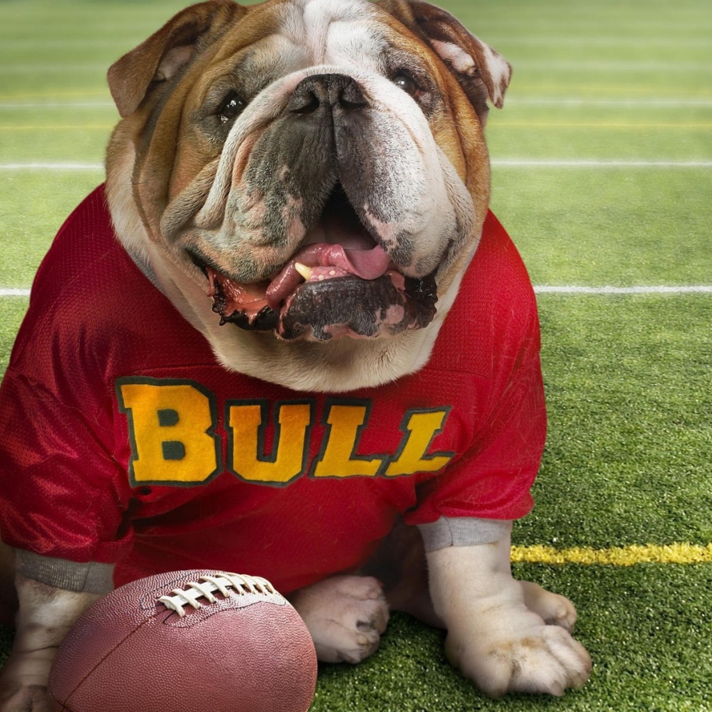 Бульдог в спортивной одежде