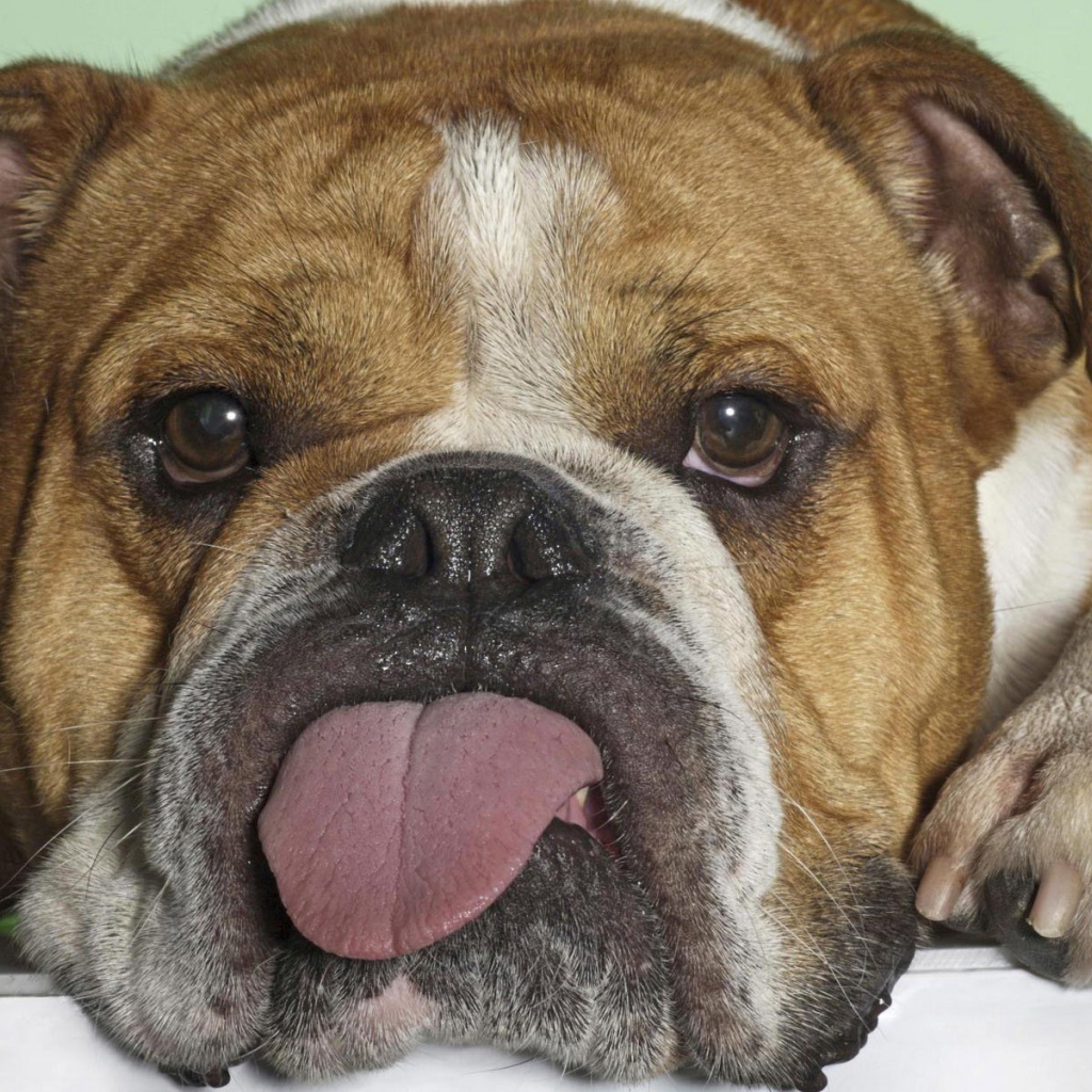 Бульдог показывает язык