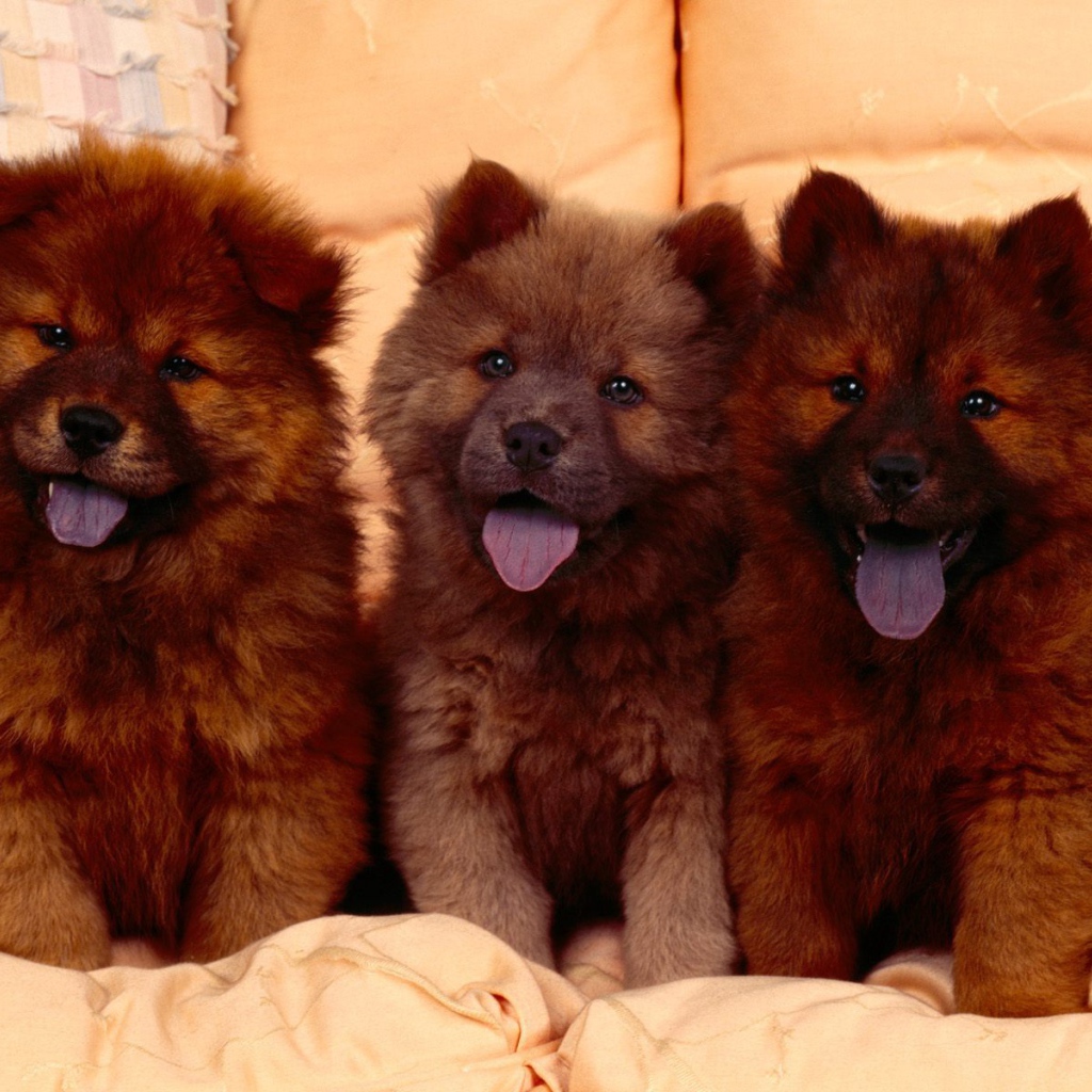 Щенки Кавказской овчарки