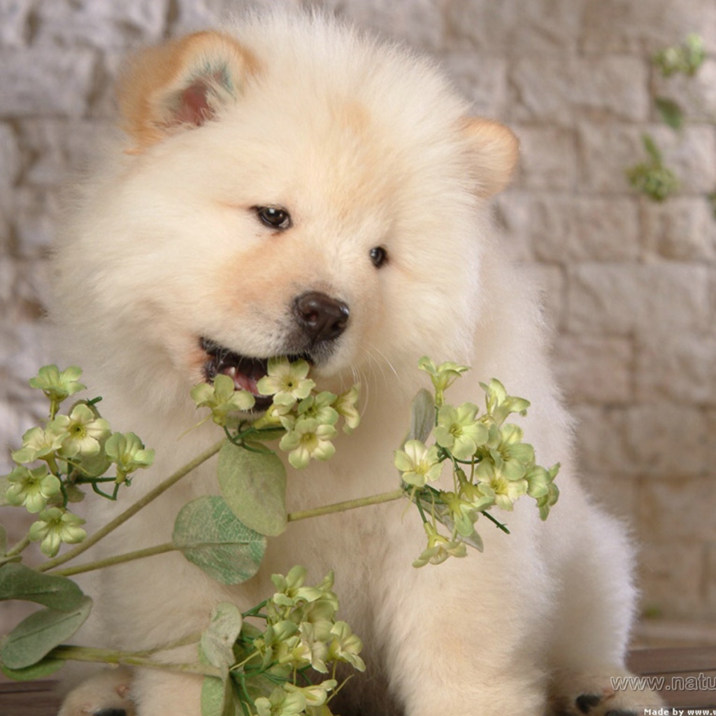 Чау-чау жует цветок