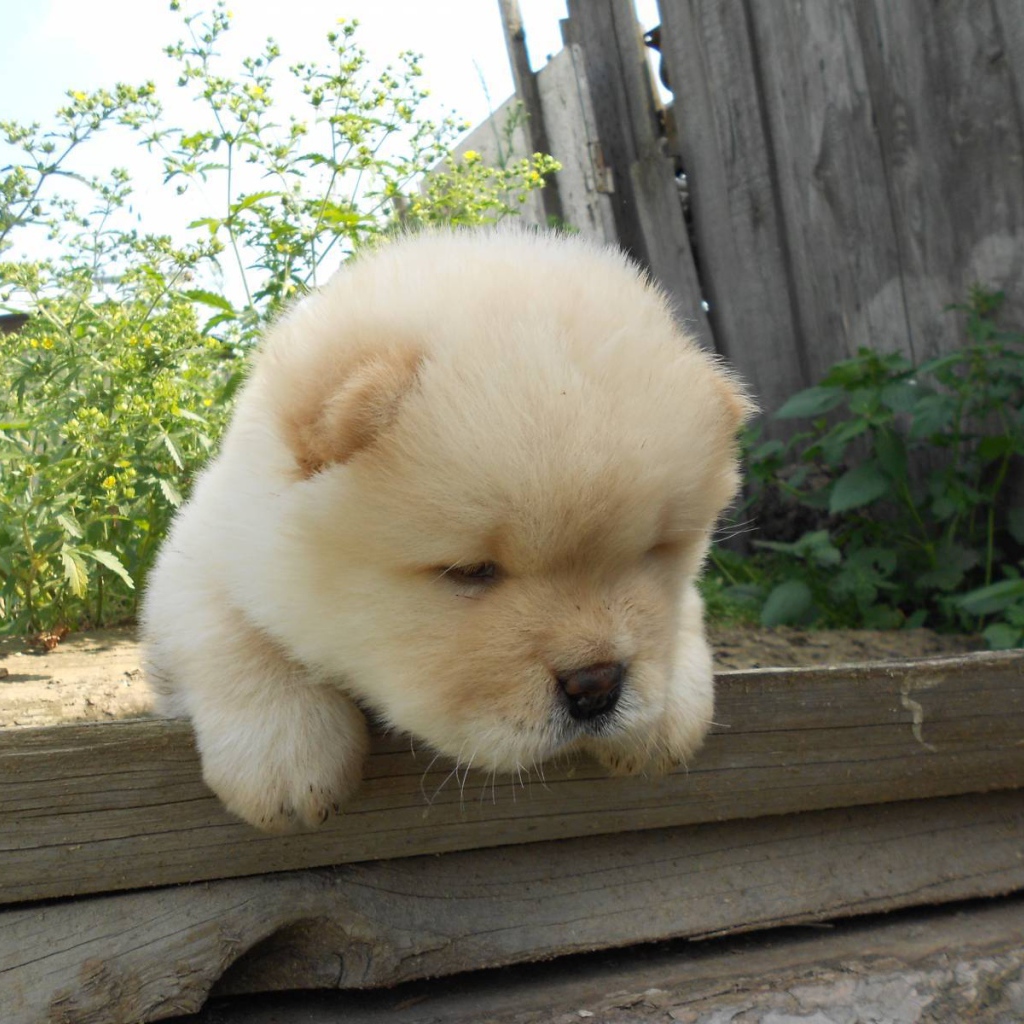 Чау-чау выглядит усталой