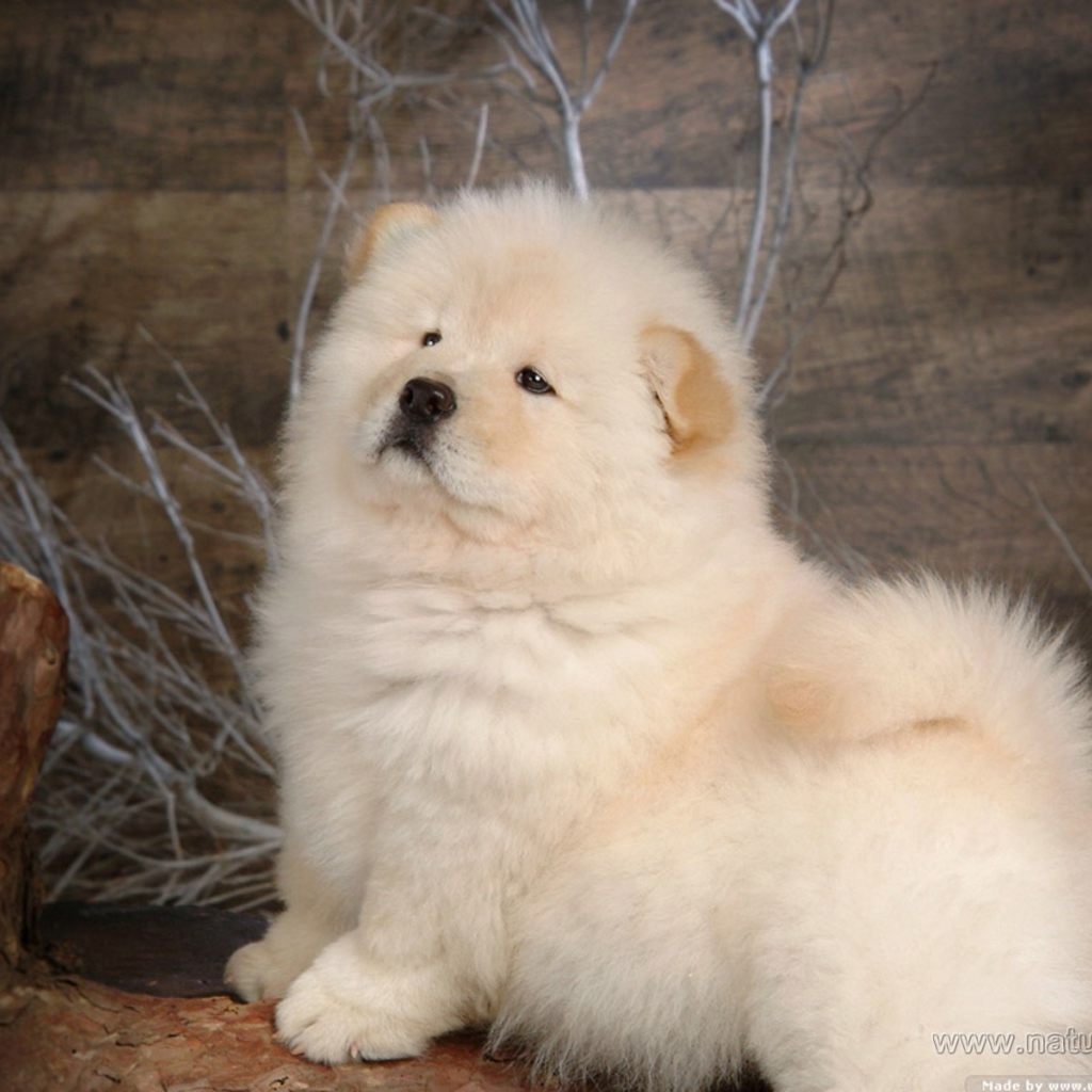 Чау-чау позирует для картины