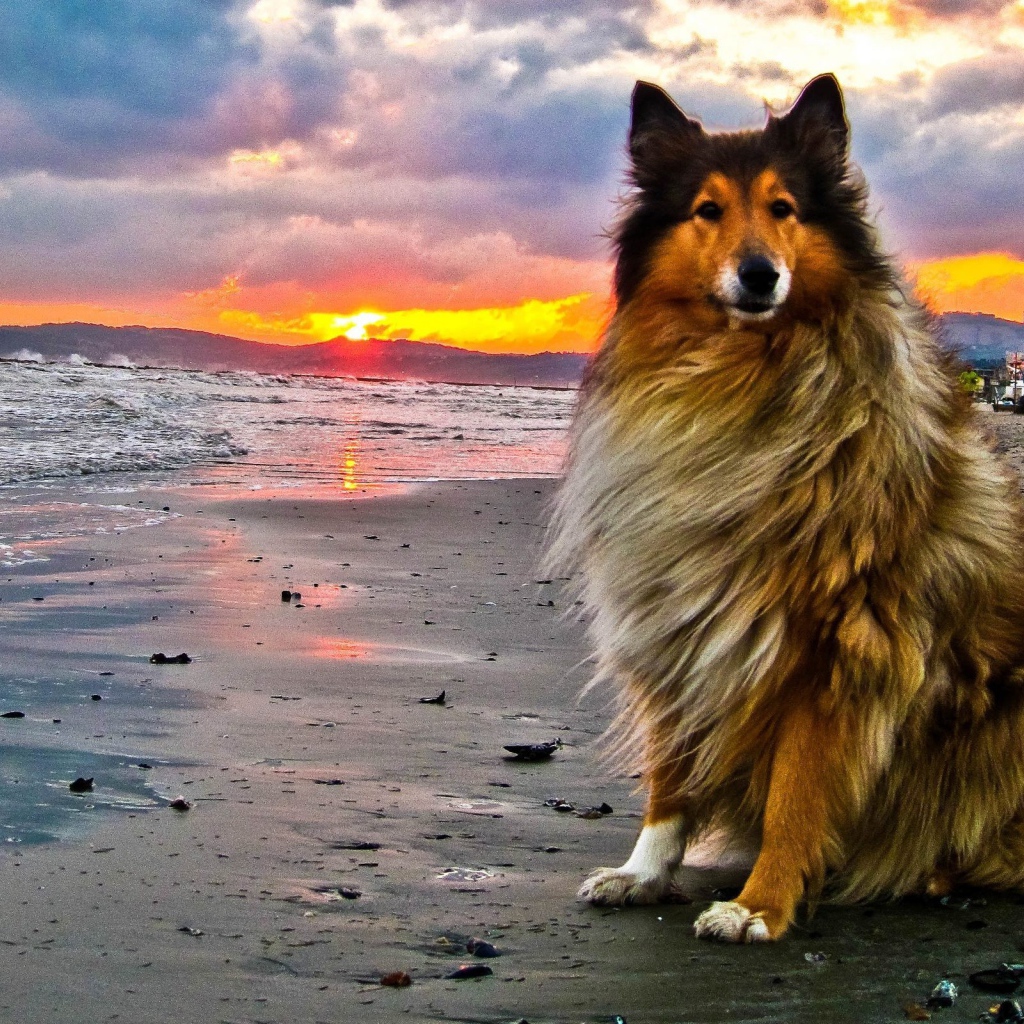 Колли на пляже