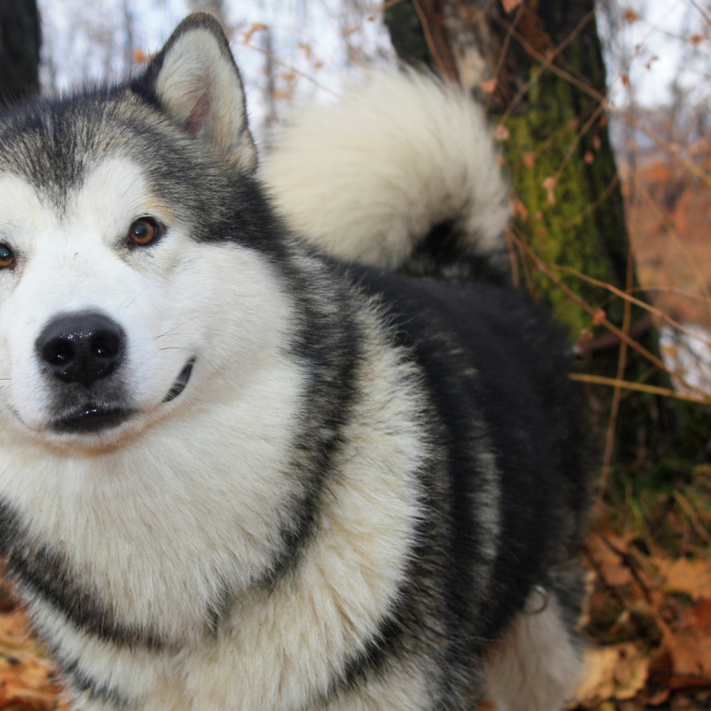 Милый аляскинский маламут