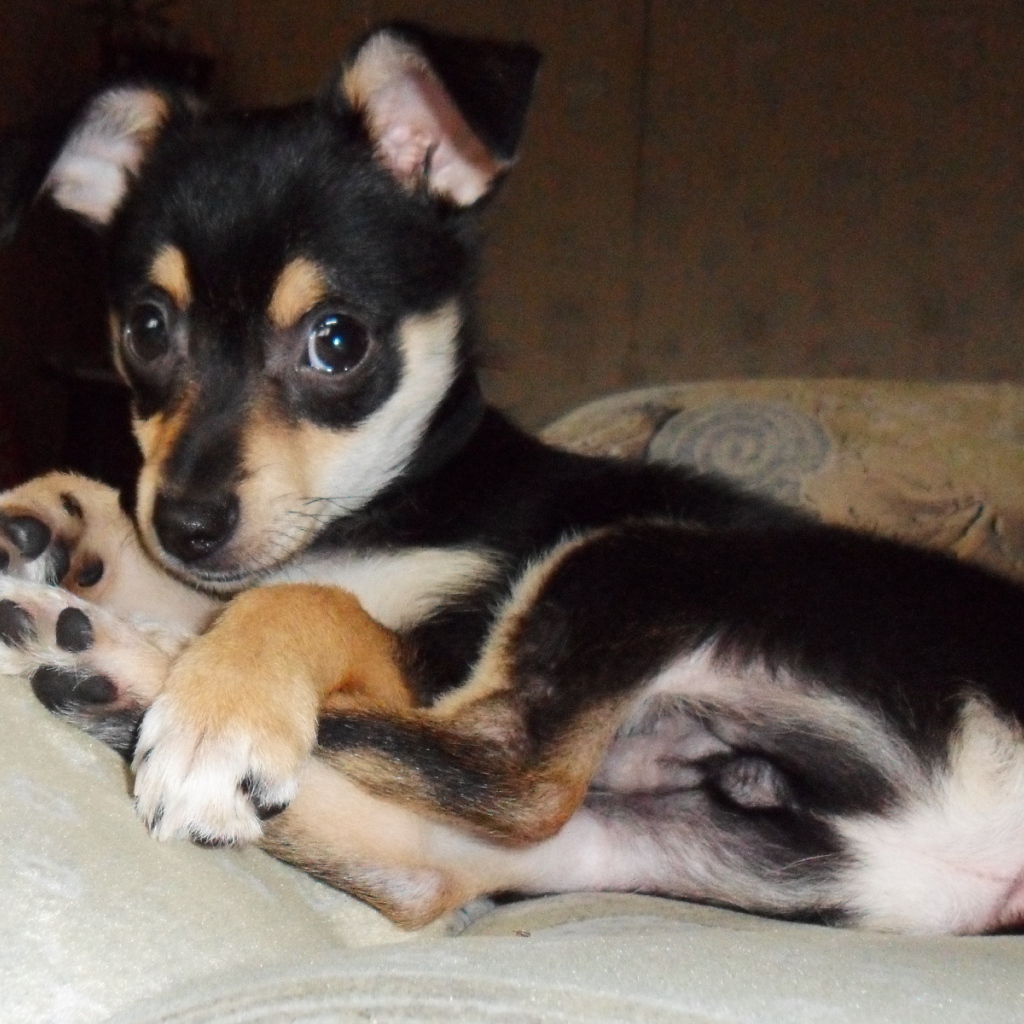 Симпатичный Карликовый пинчер на диване