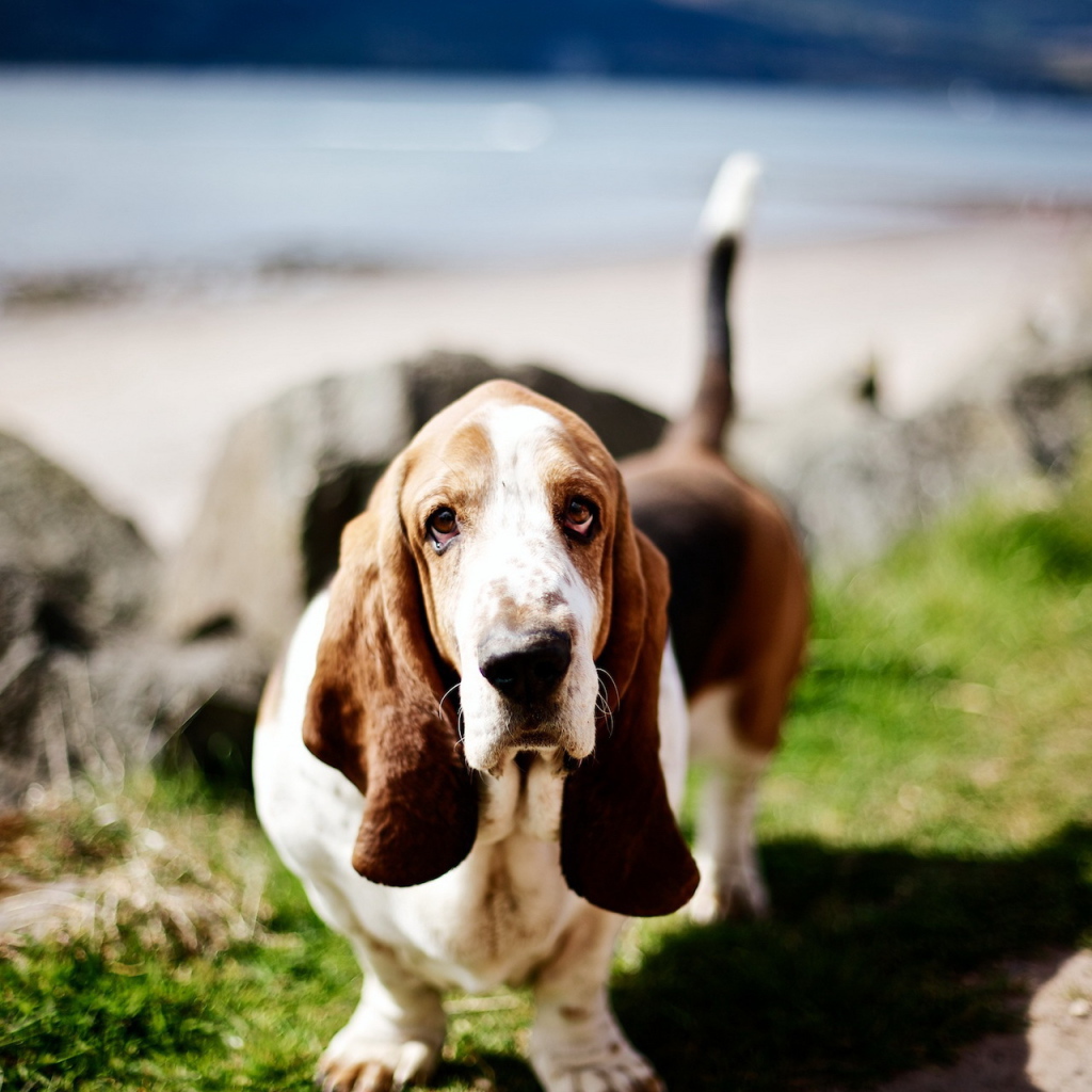 Милый бассет-хаунд на природе