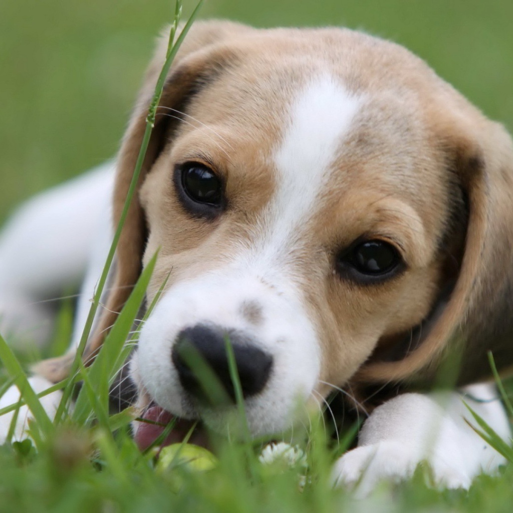 Милая собака породы бигль лежит на траве