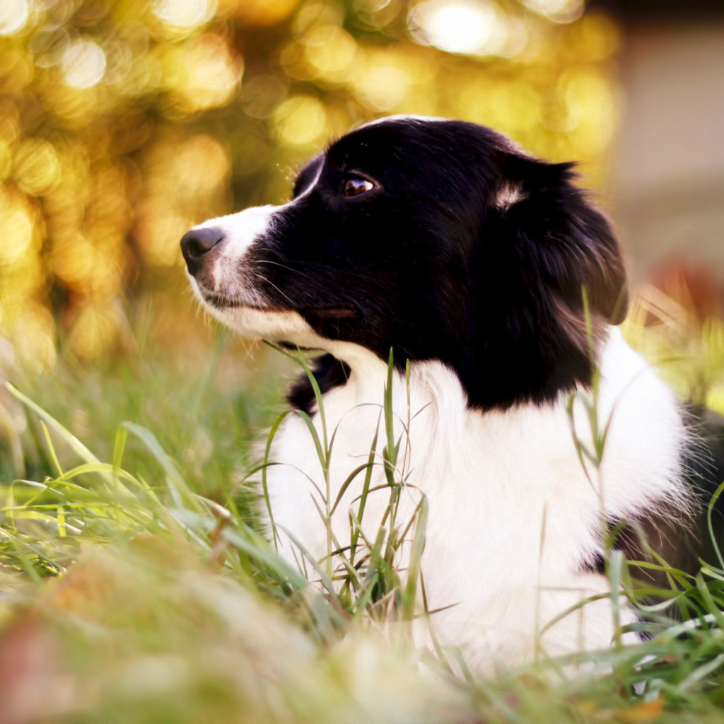 Милая бордер-колли поджала ушки