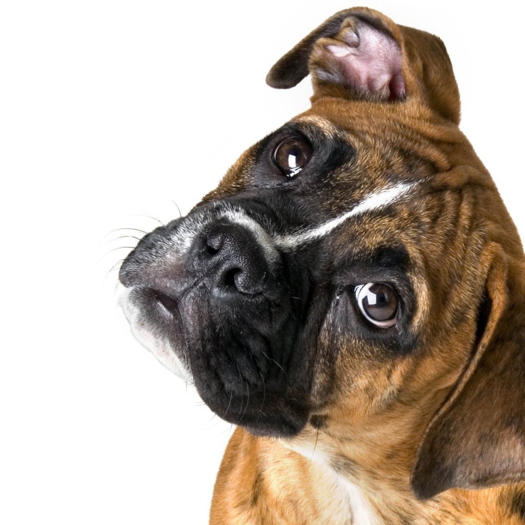 Милый боксёр на белом фоне