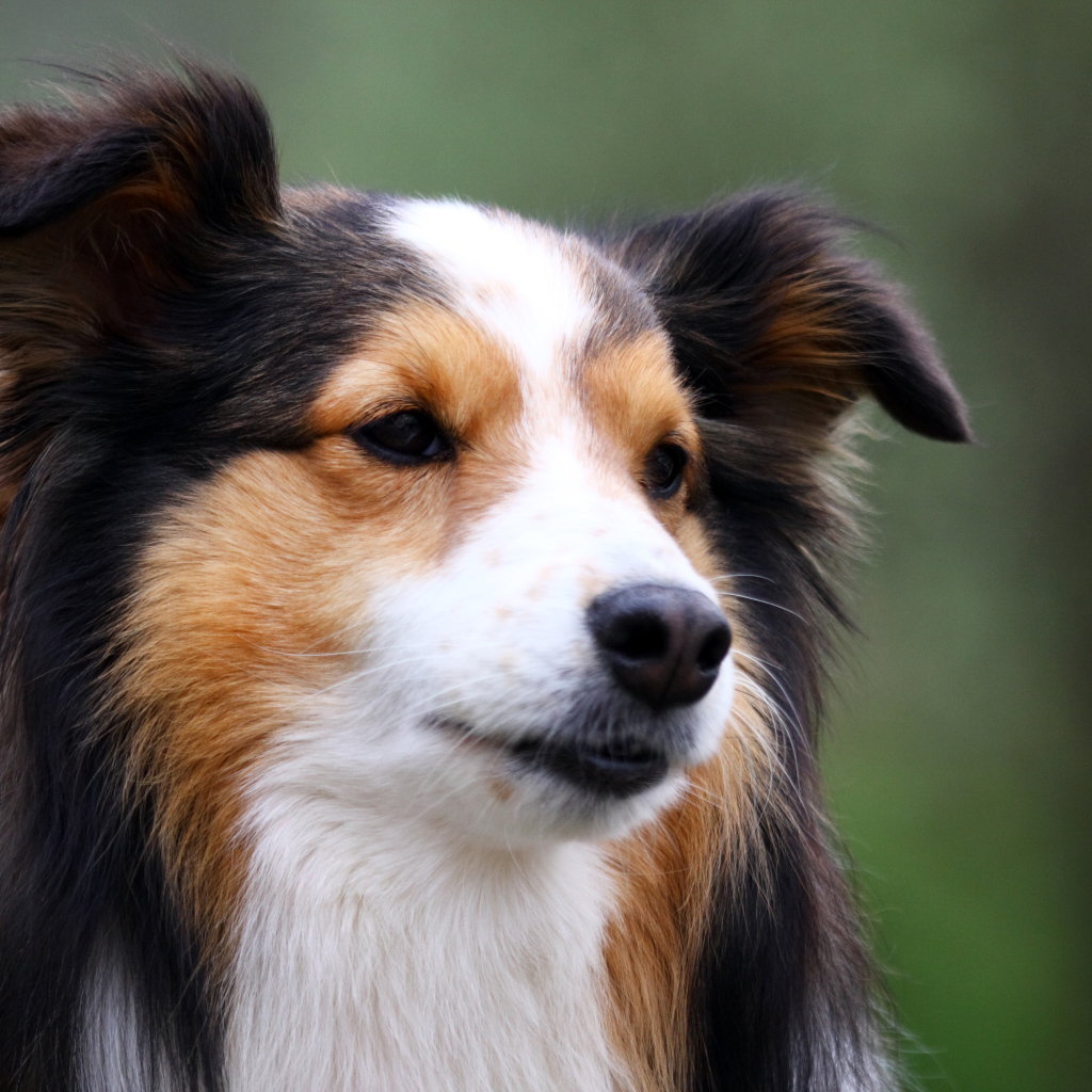 Милая собака породы шелти