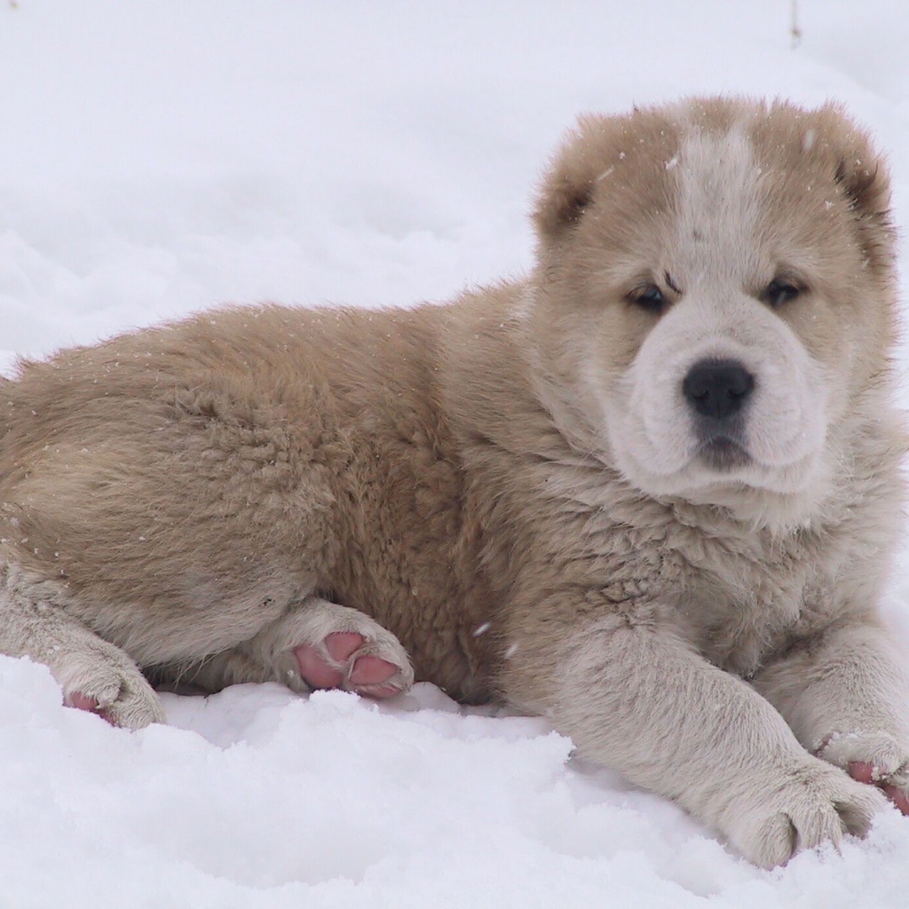 Симпатичная маленькая Кавказская овчарка на снегу