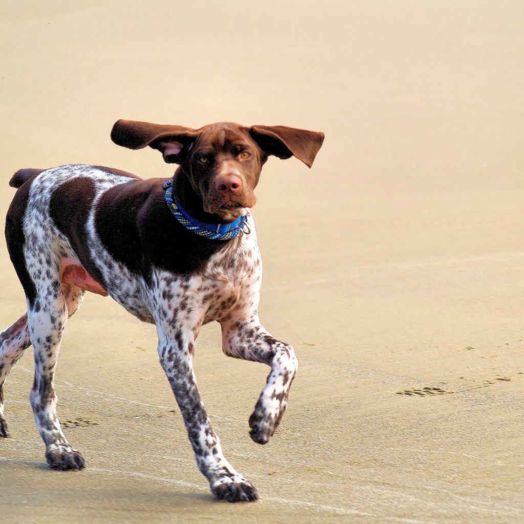 Симпатичный Пойнтер играет на пляже