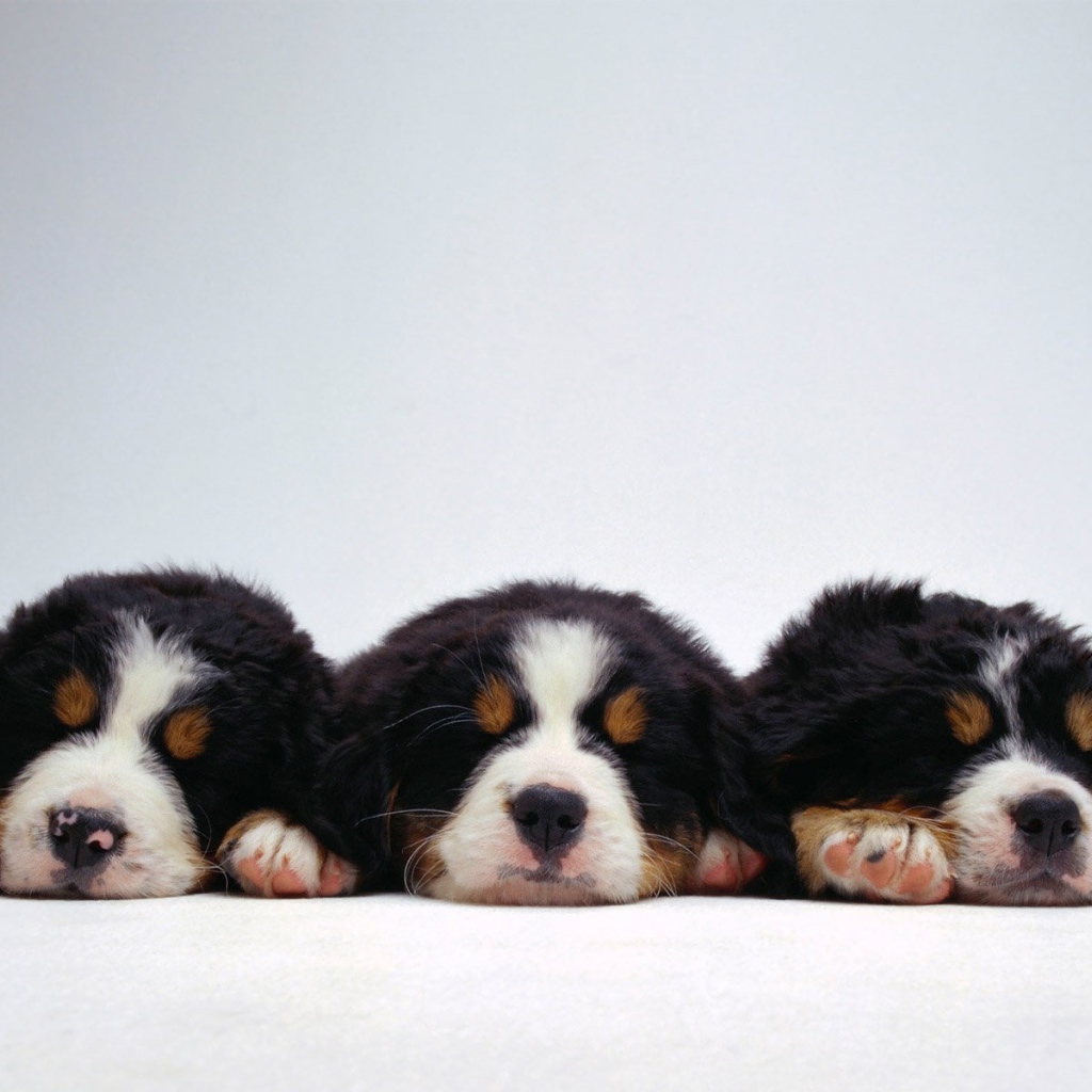 Милые щенки бернской пастушьей собаки на белом фоне