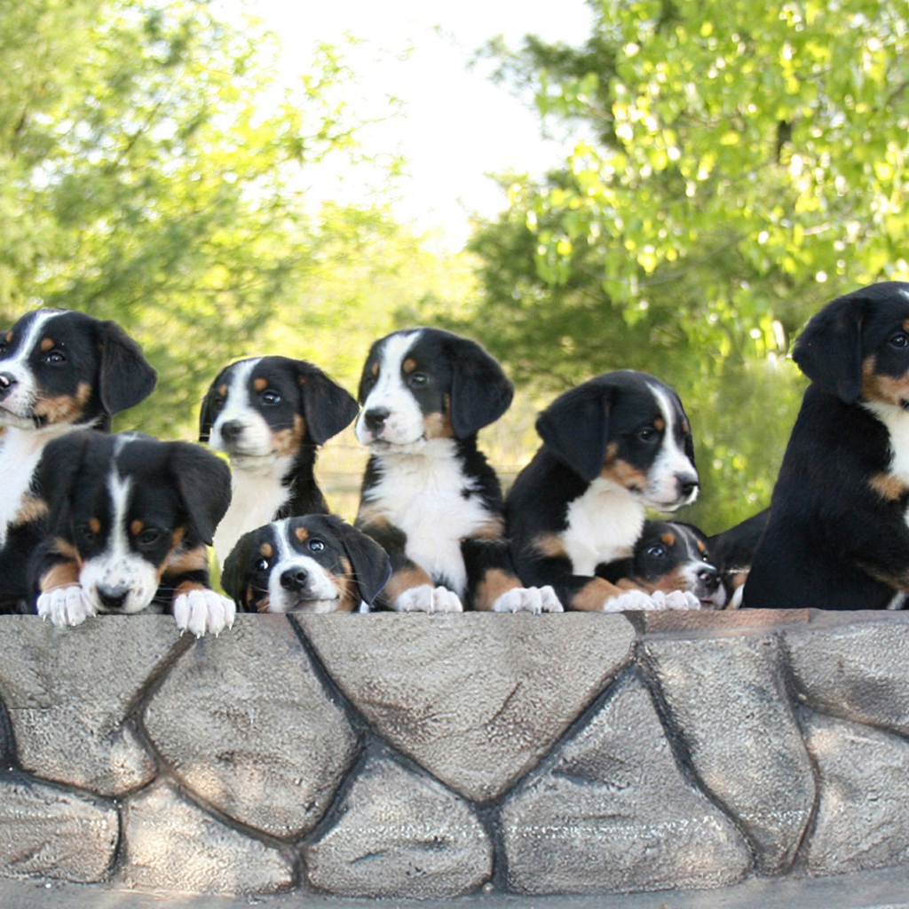 Милые щенки большого швейцарского зенненхунда