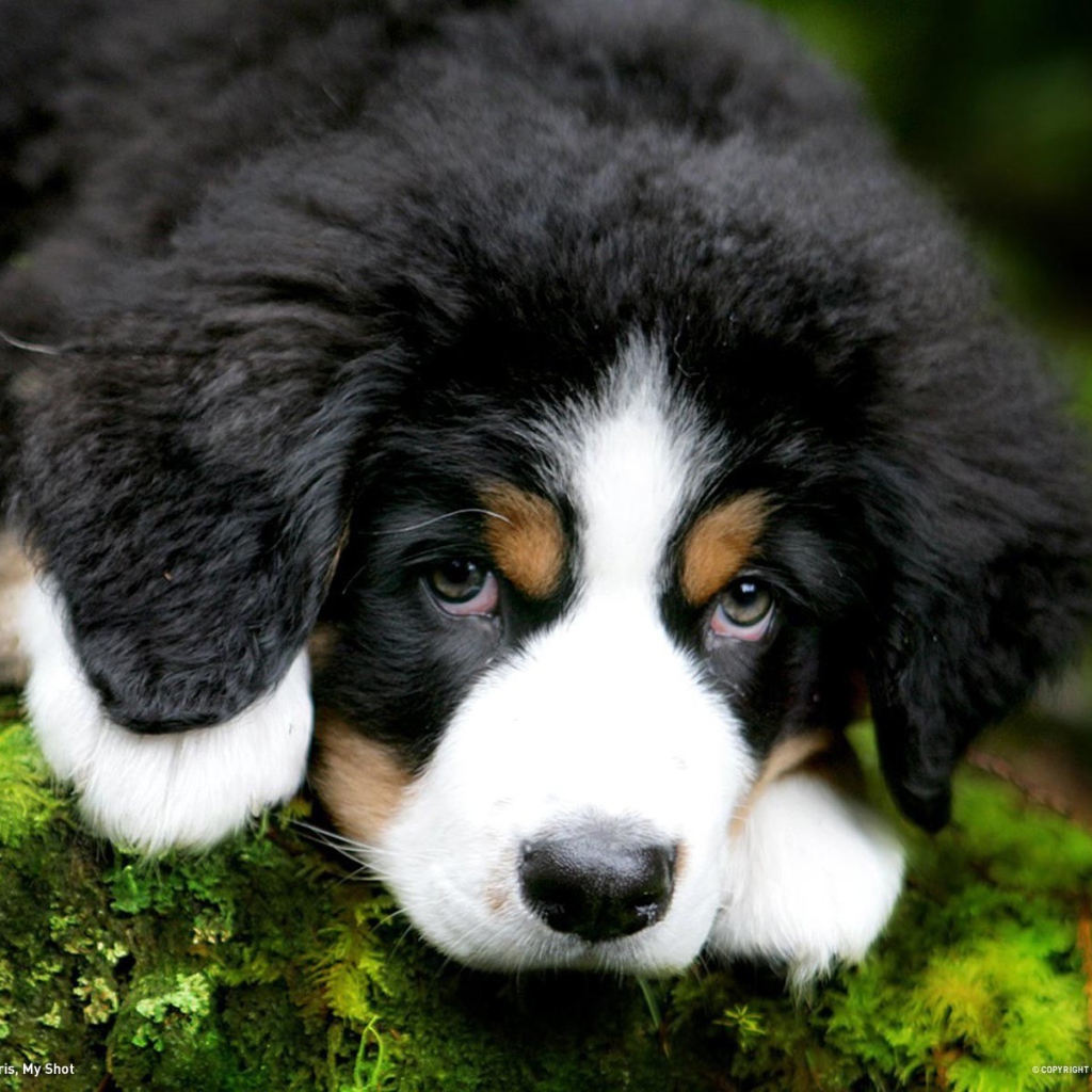 Милый щенок бернская пастушьей собаки