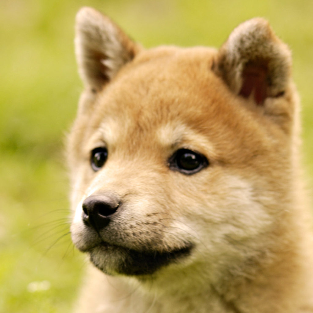 Милый щенок акита-ину