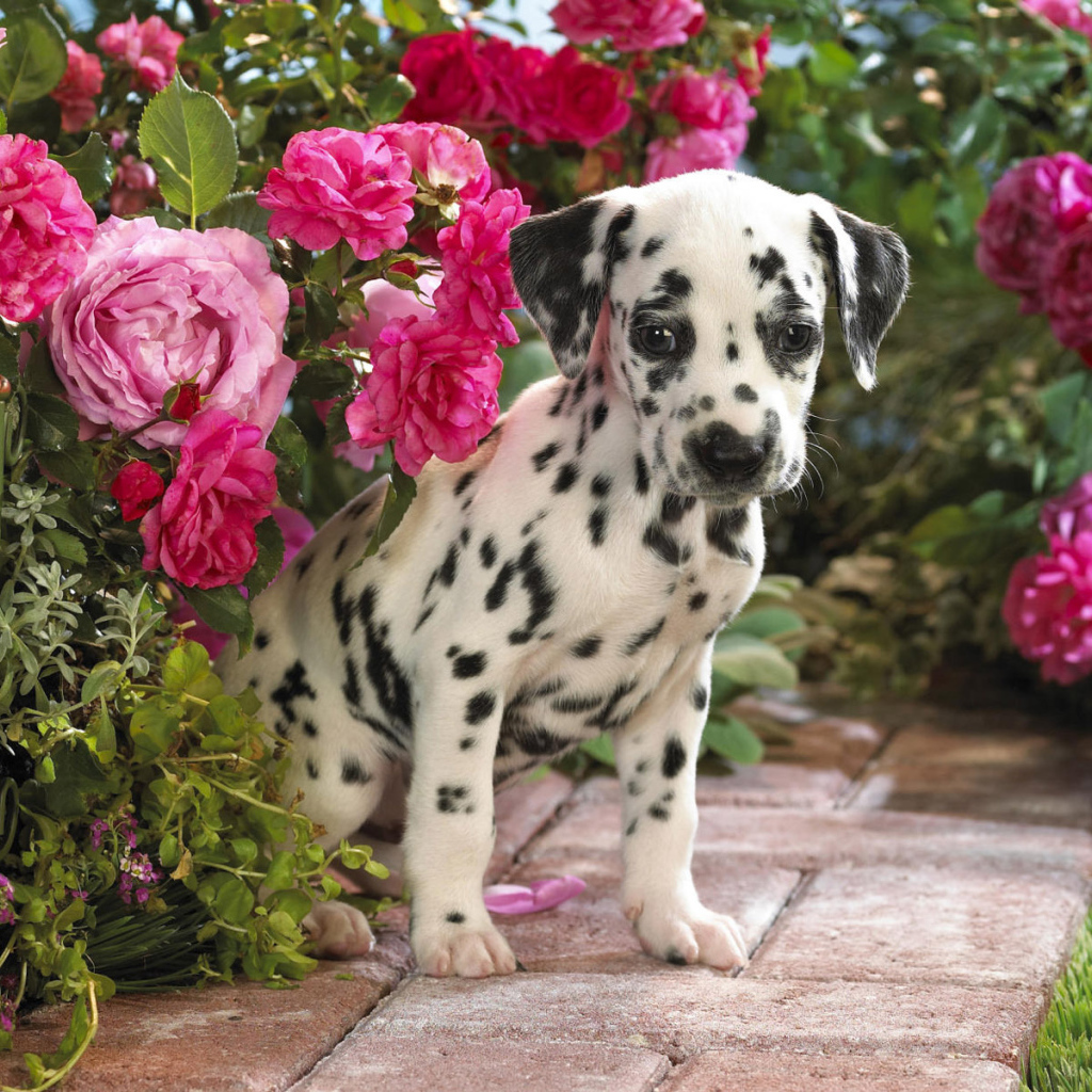 Далматин скрывается в цветах