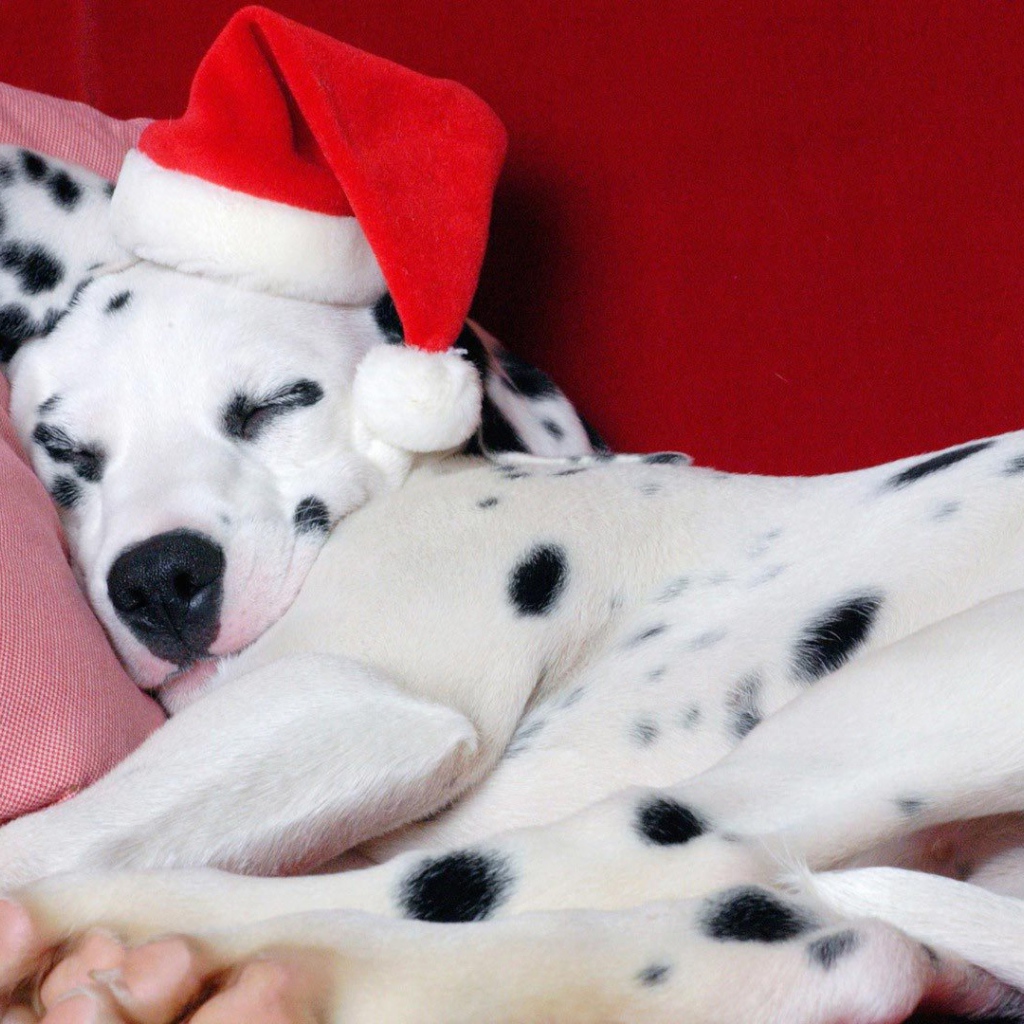 Далматин в Рождество
