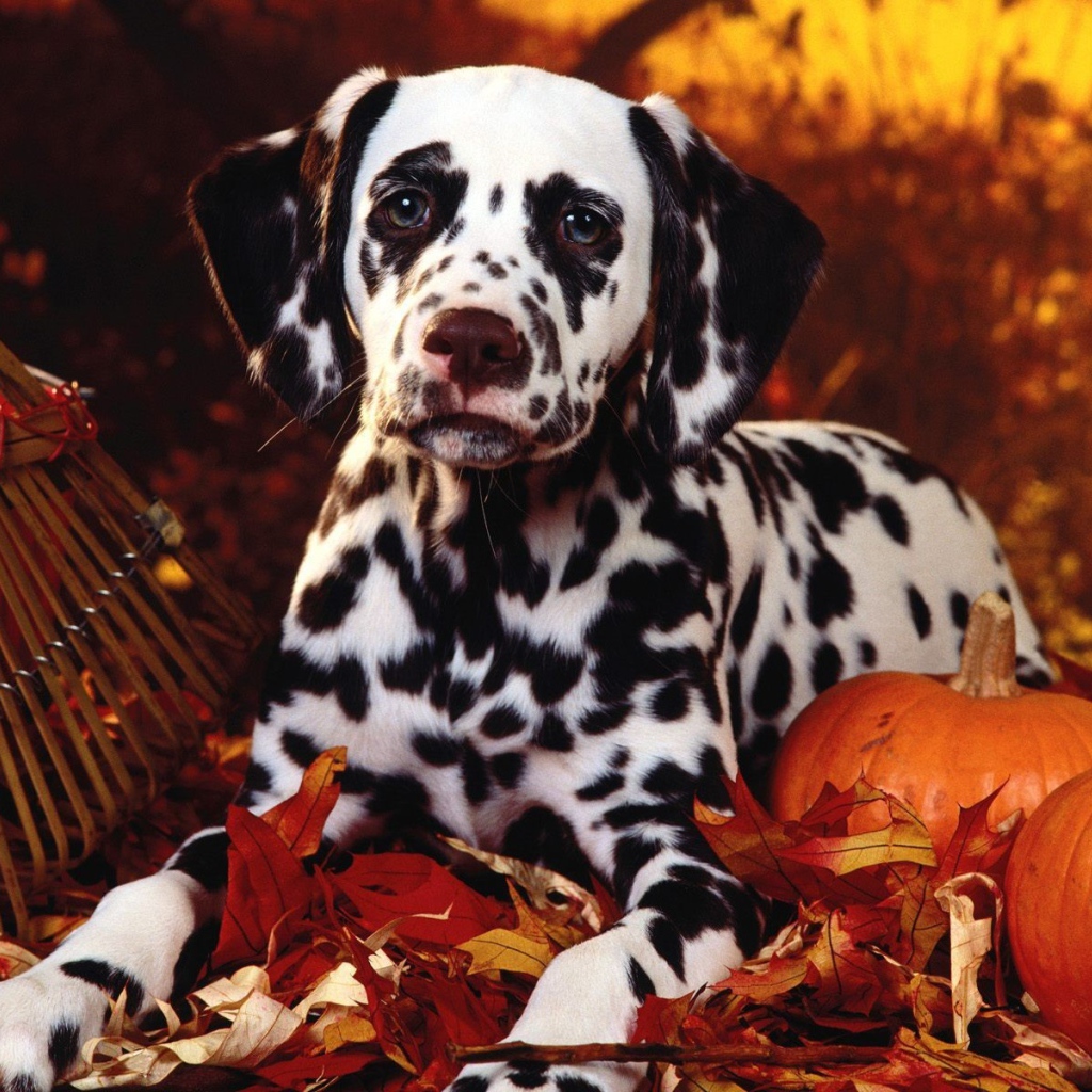 Далматин в тему Хэллоуина
