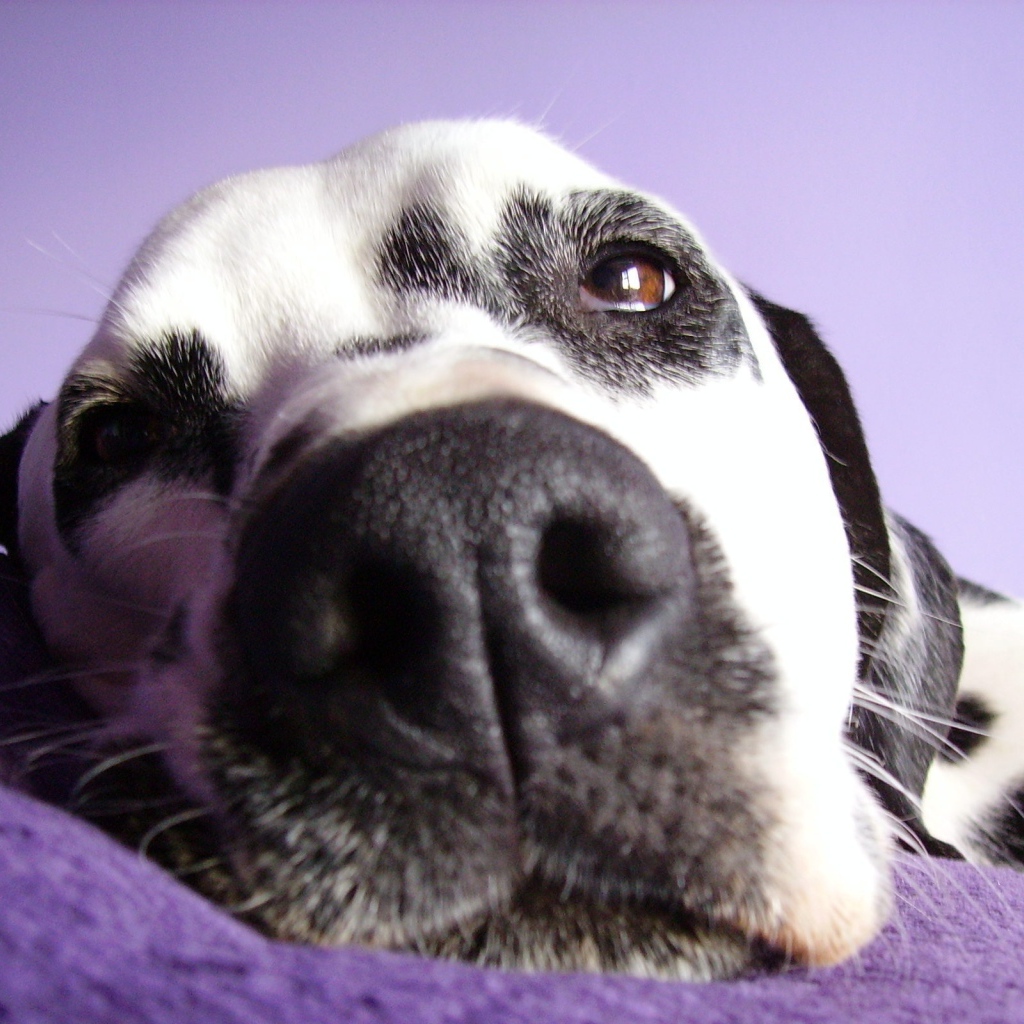 Далматин лежит на подушке