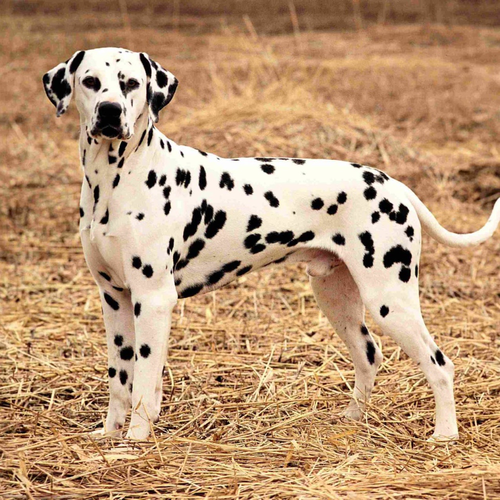 Далматина на поле осенью