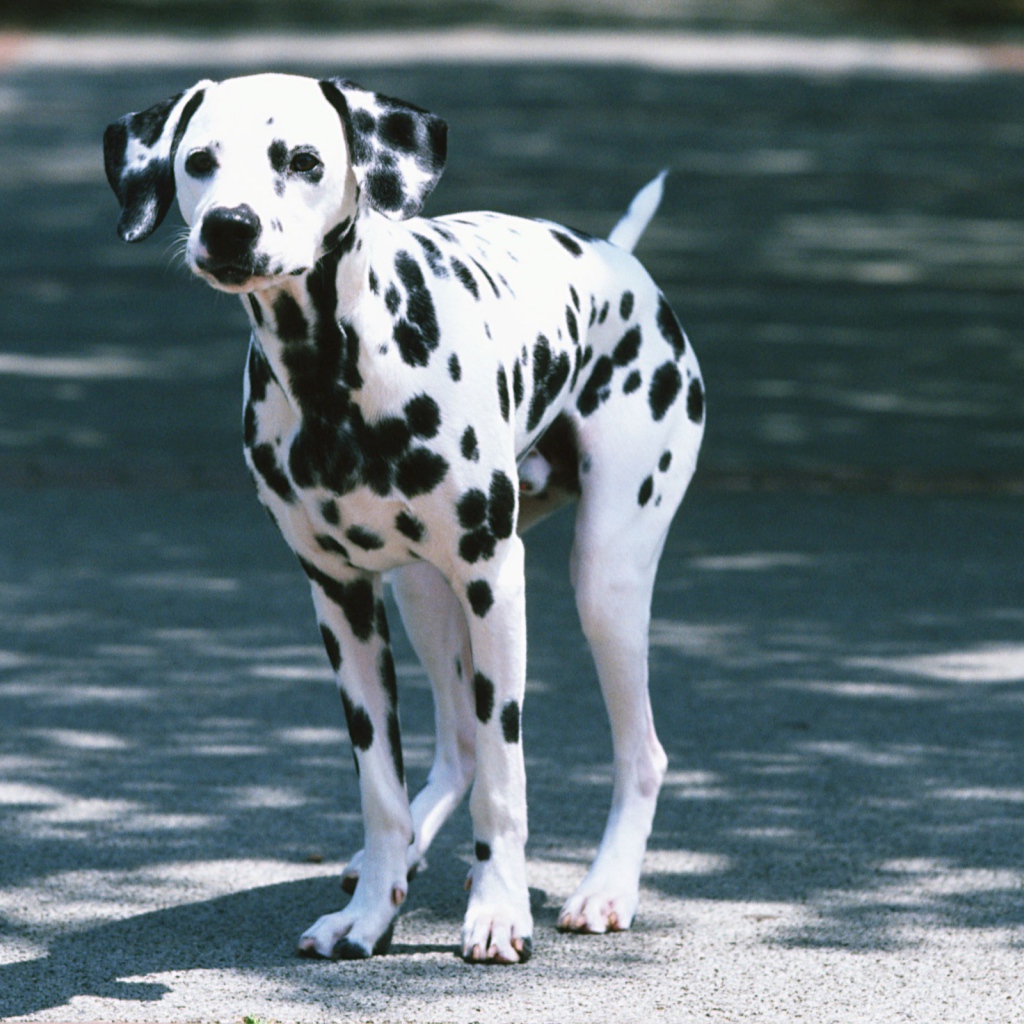 Далматин на дороге