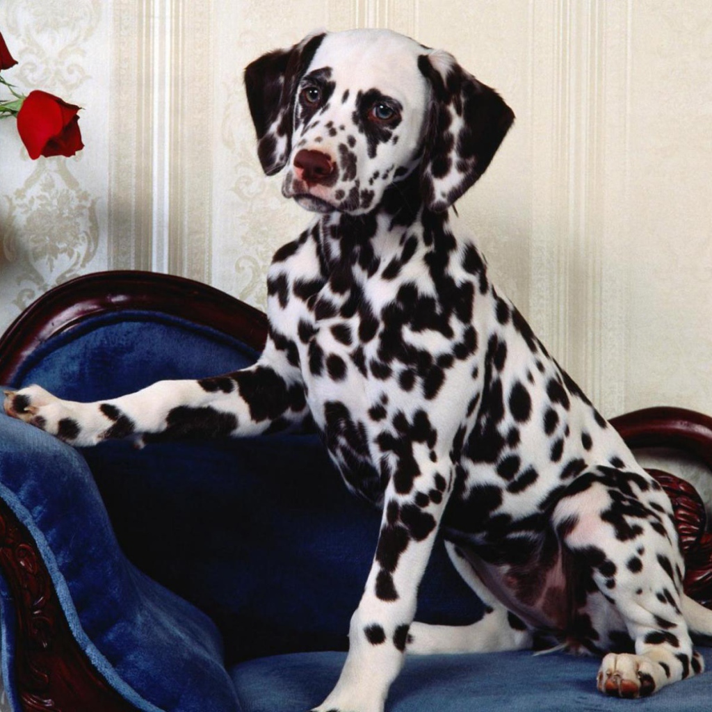 Далматин сидя на стуле