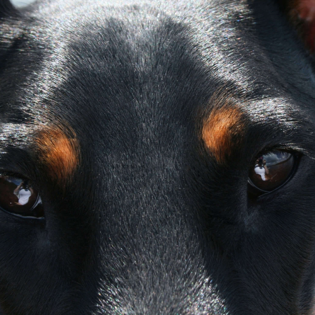 Глубокие глаза добермана