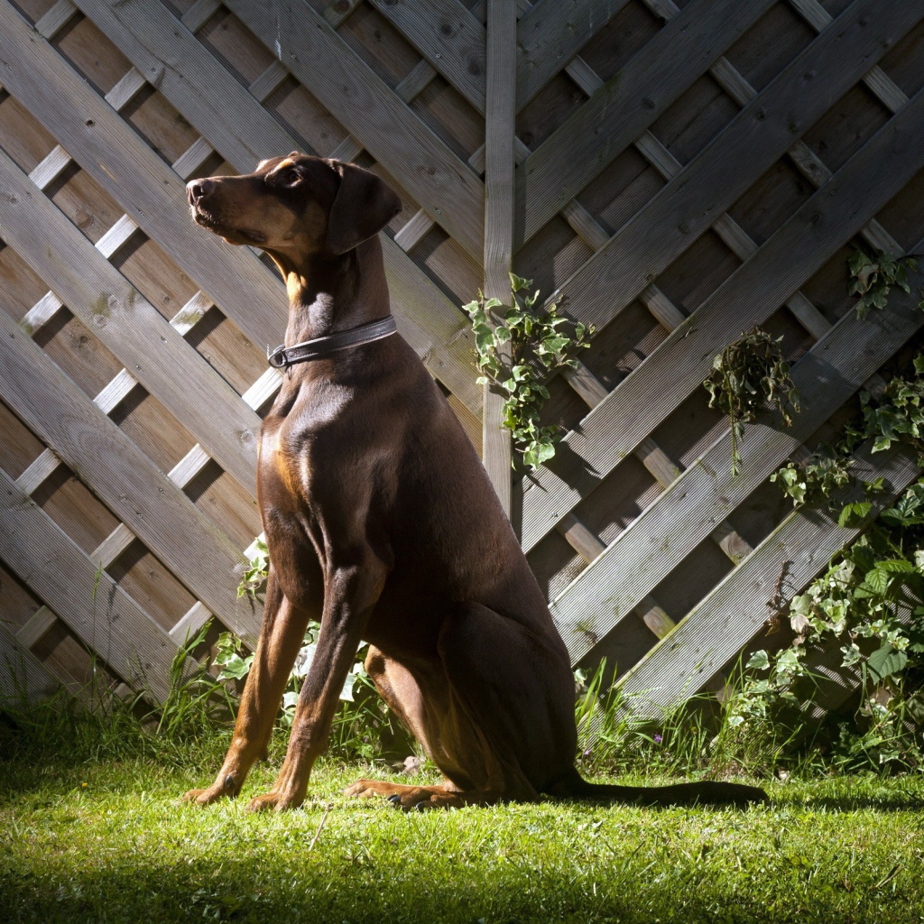Доберман Пинчер сидит