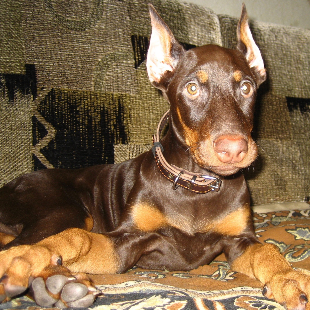 Доберман лежит на диване