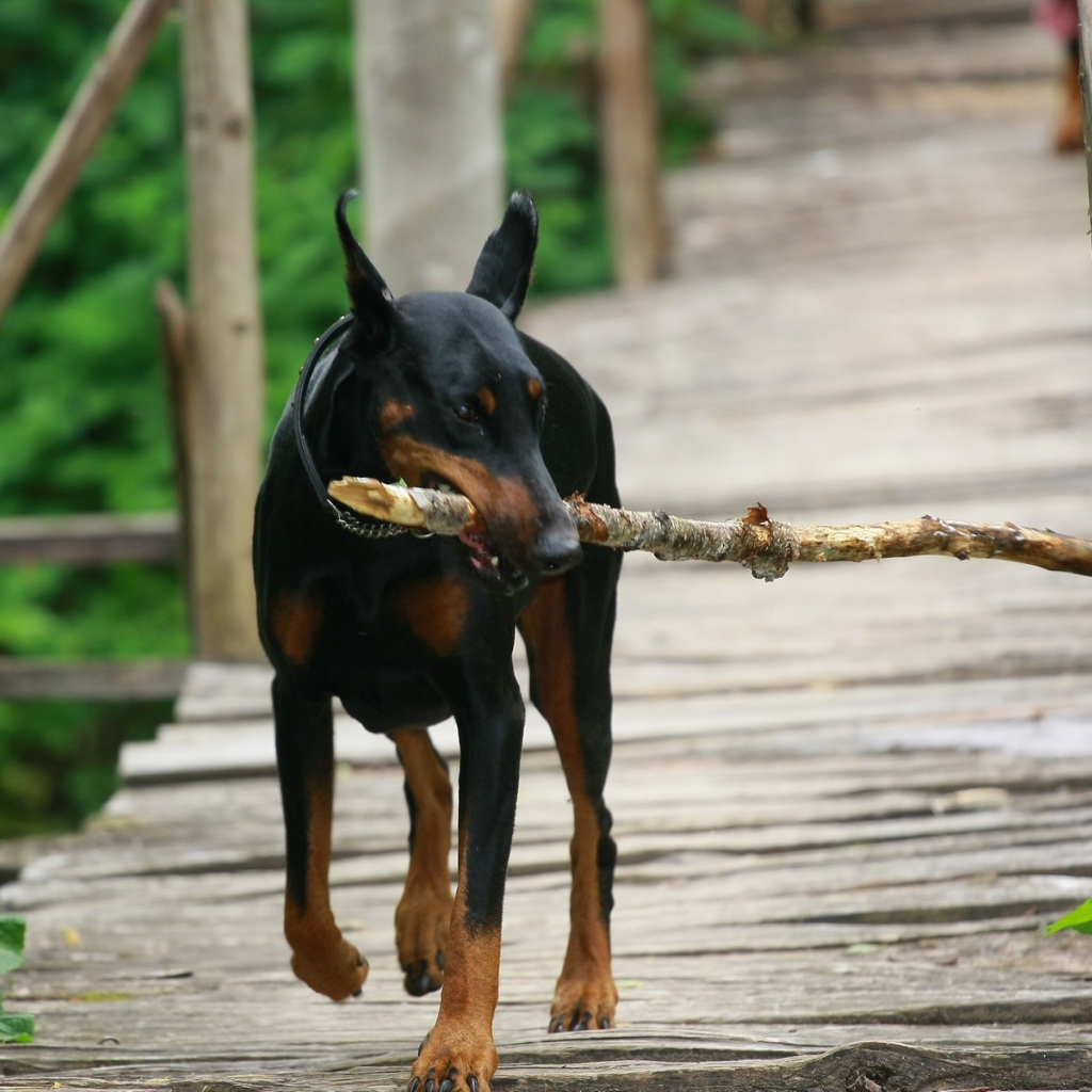 Доберман играет с палкой