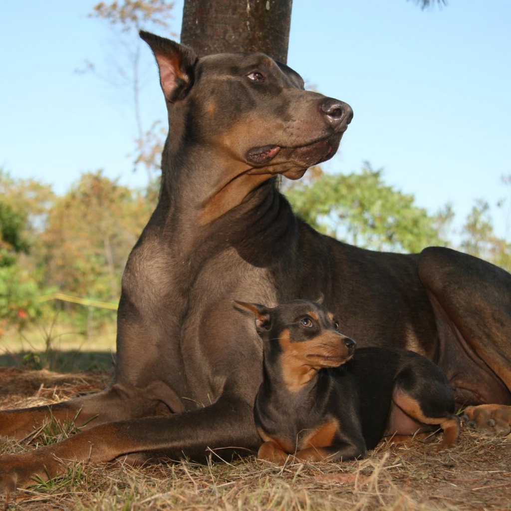 Доберманы лежал в лесу