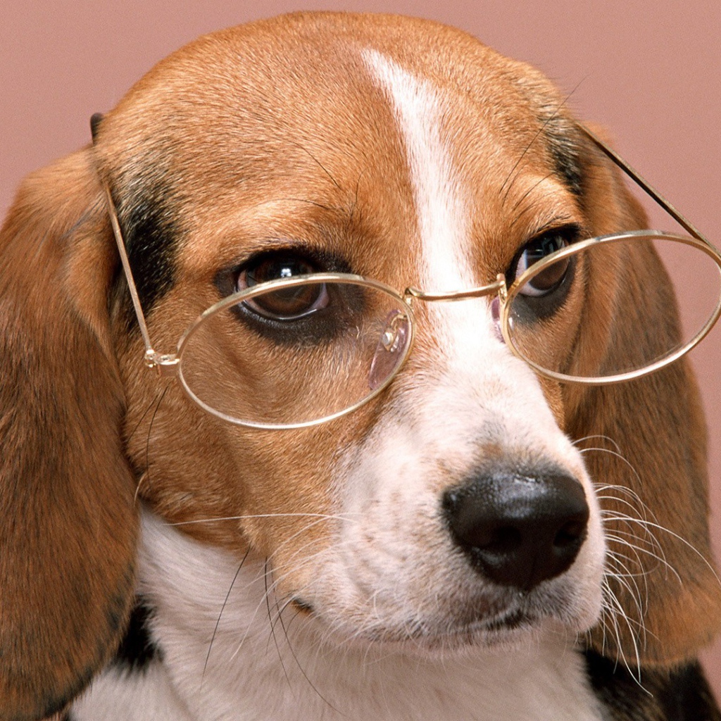 Собачий профессор