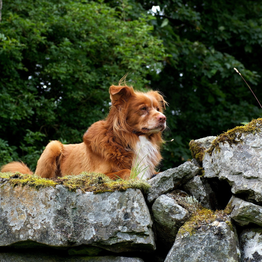 Собака Ретривер на природе