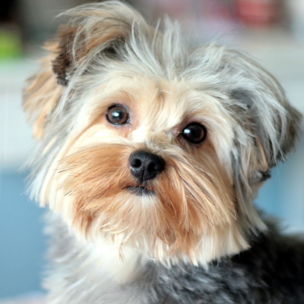 Собака Йоркширский терьер