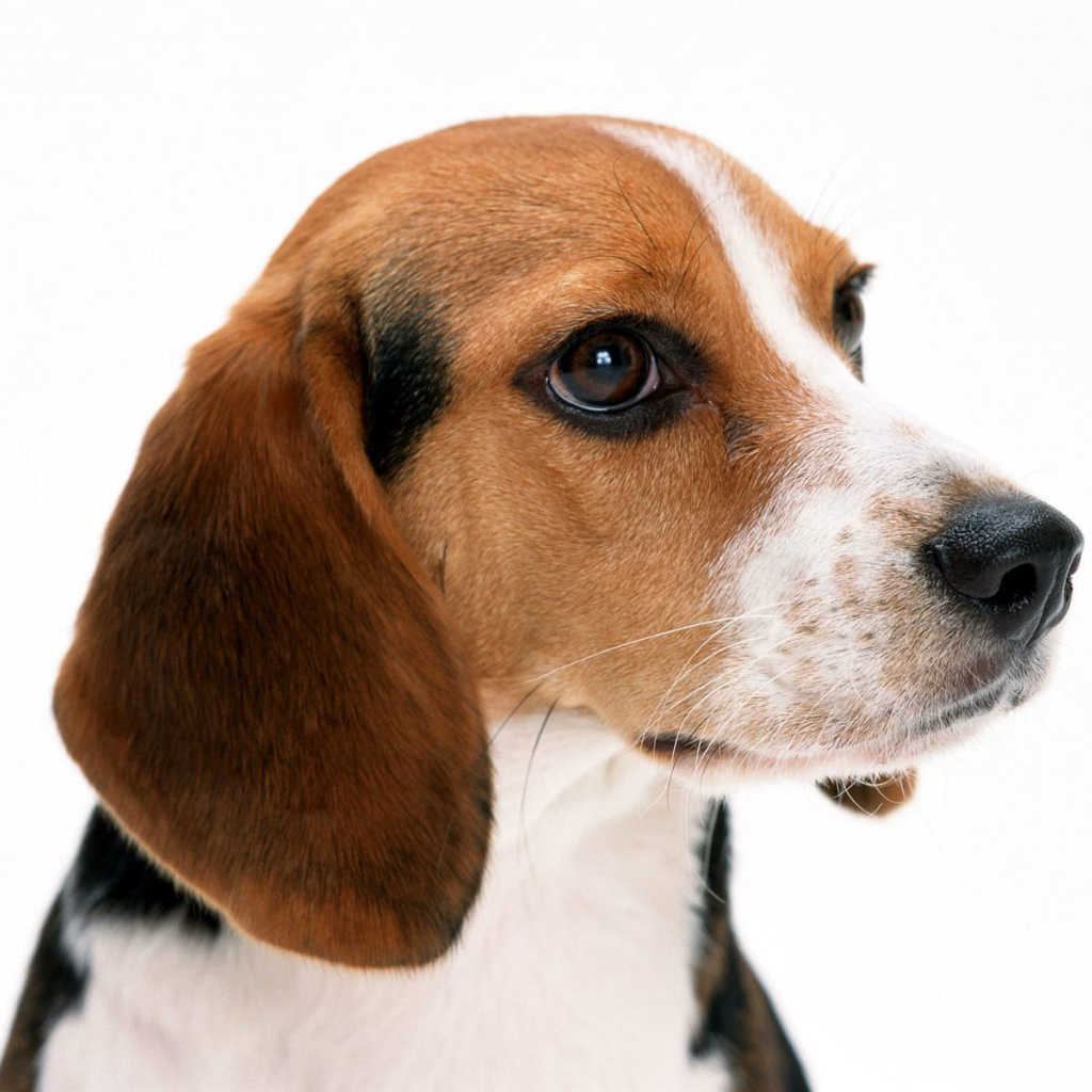 Собака породы бигль на белом фоне крупным планом