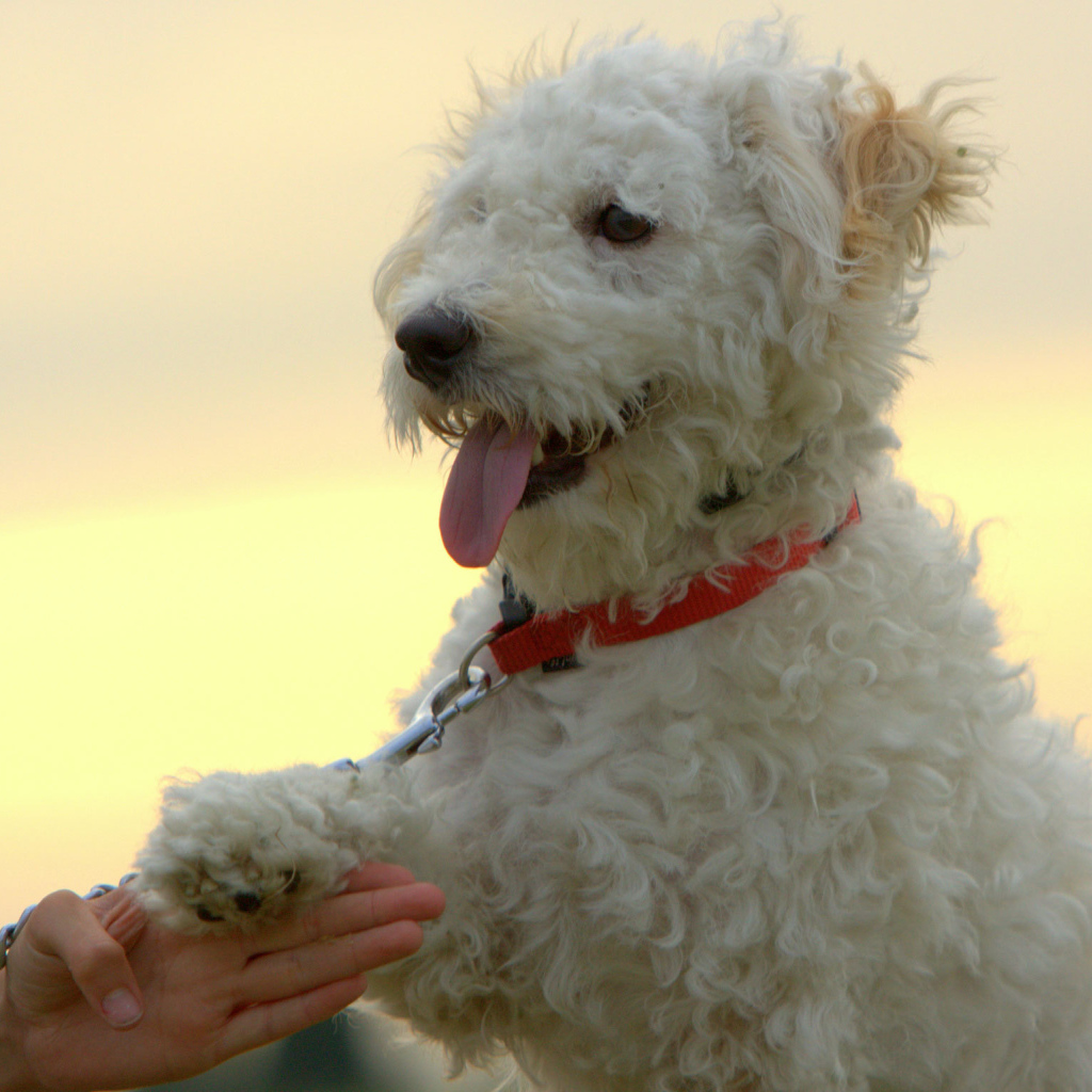 Собака породы бишон-фриз даёт лапу