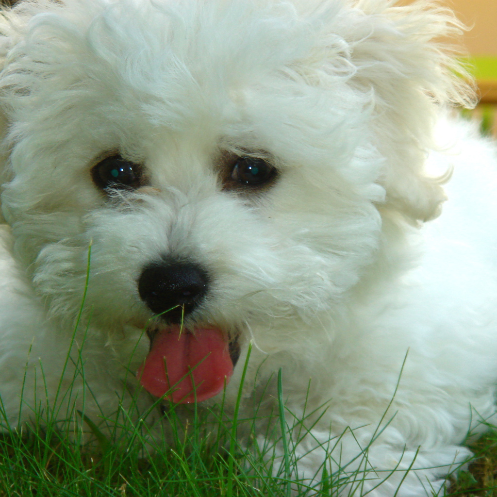 Собака породы бишон-фриз в траве