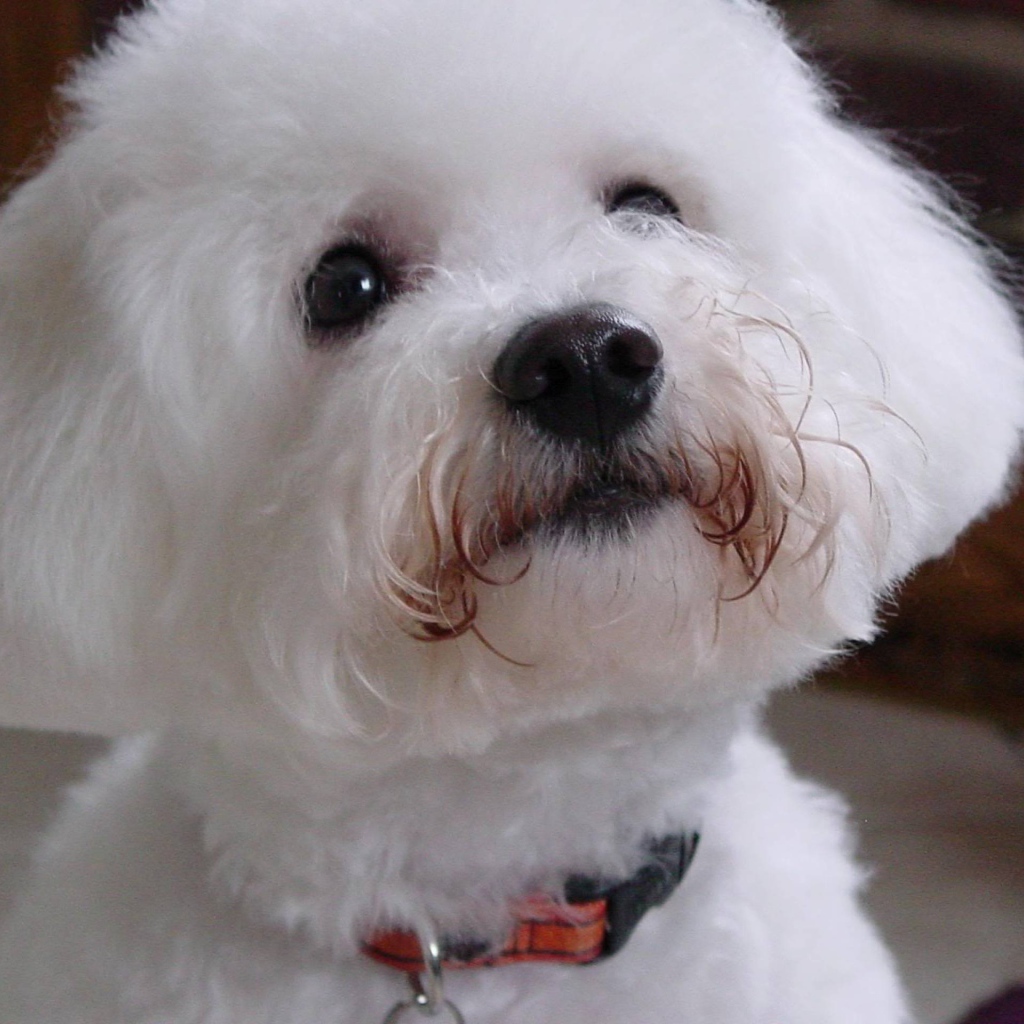 Собака породы бишон-фриз смотрит на хозяина