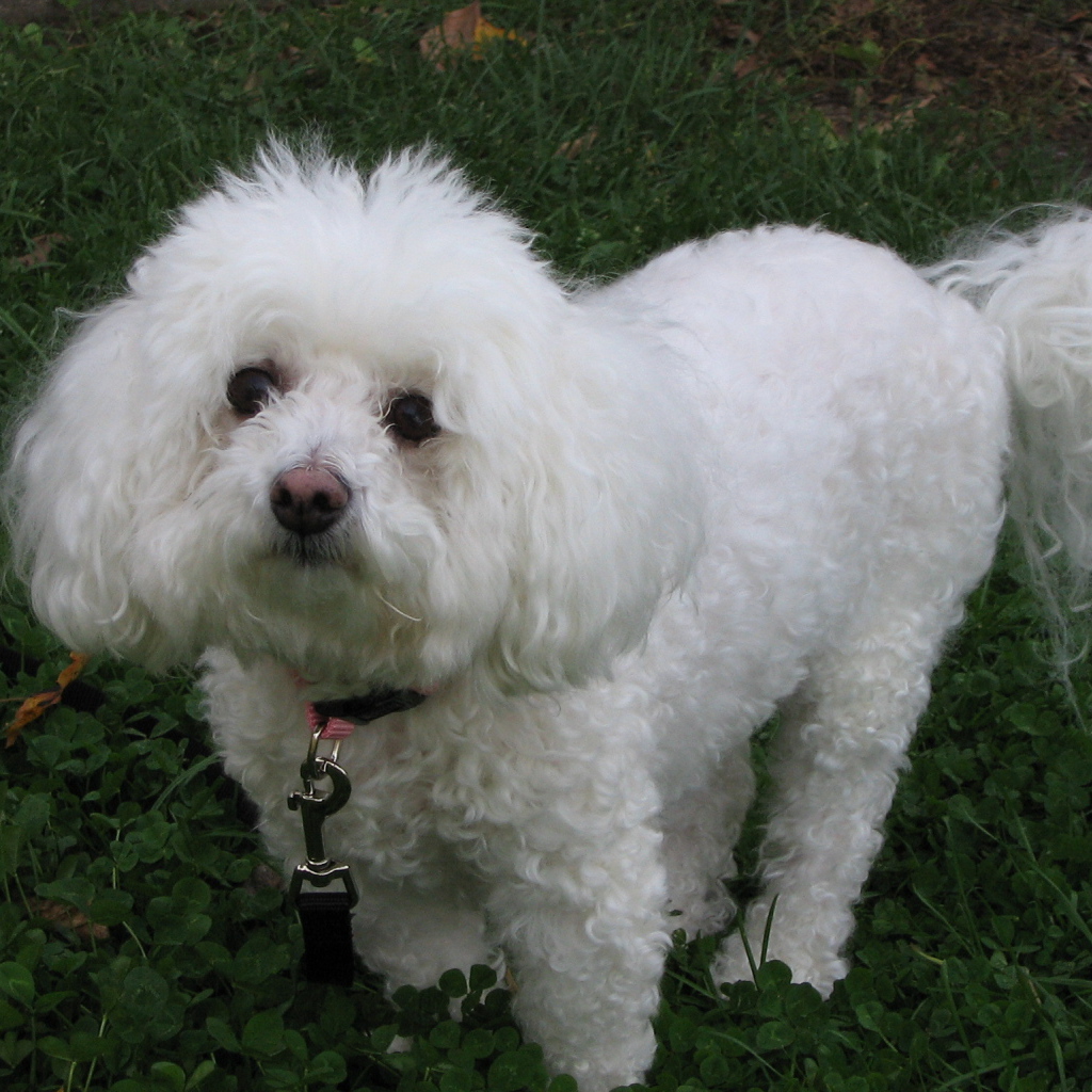 Собака породы бишон-фриз смотрит виноватым взглядом