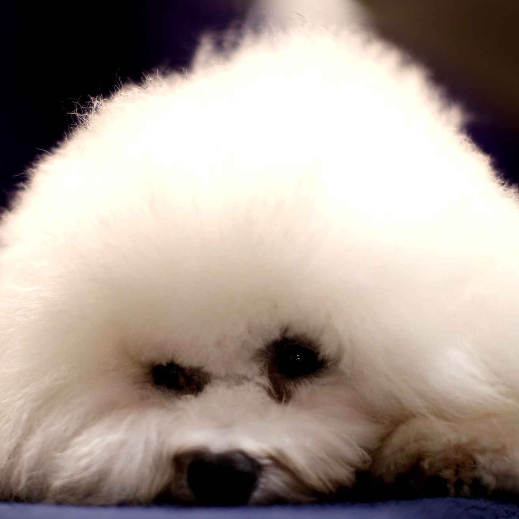 Собака породы бишон-фриз уткнулась носом