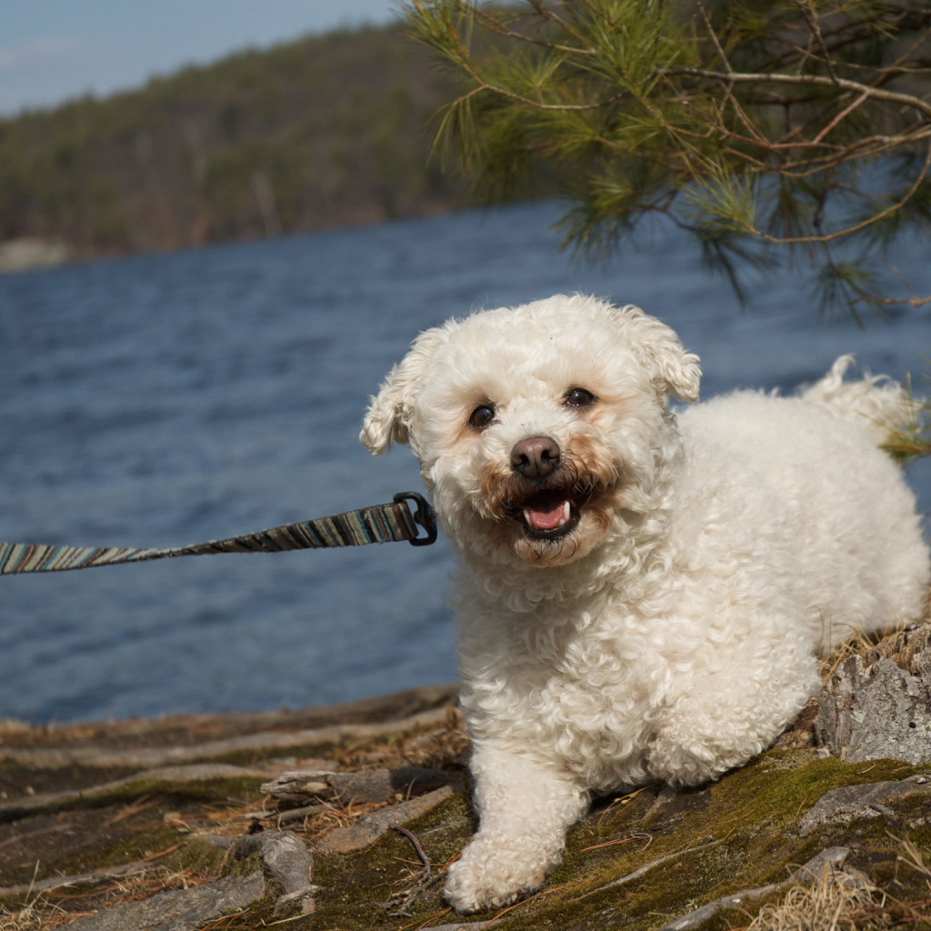 Собака породы бишон-фриз на прогулке
