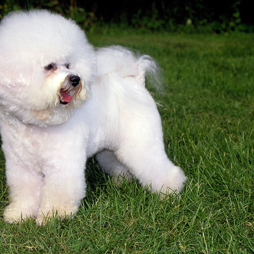Собака породы бишон-фриз на траве
