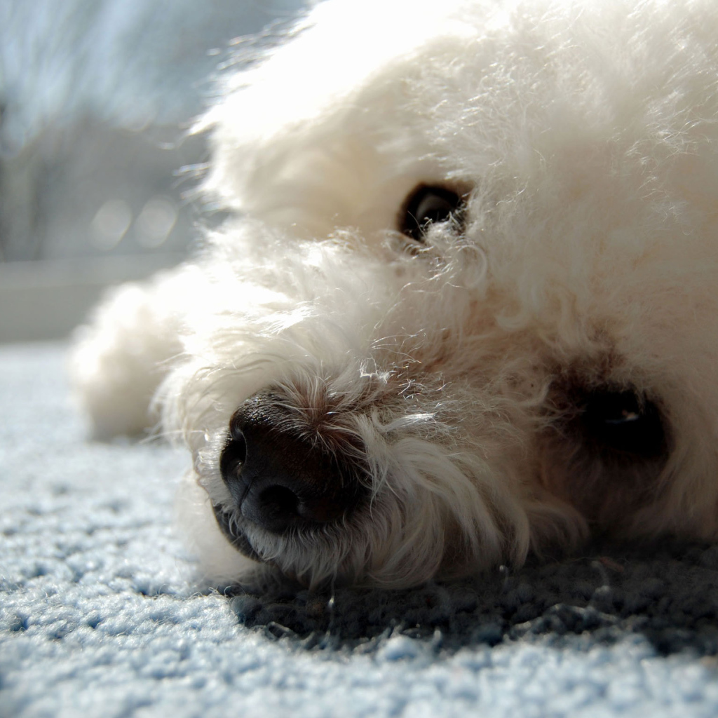 Собака породы бишон-фриз отдыхает на ковре