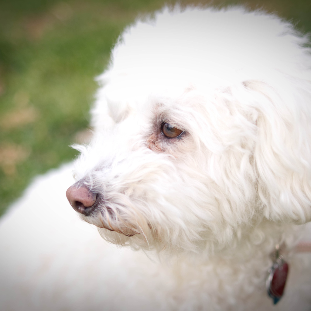 Собака породы бишон-фриз кого-то видела