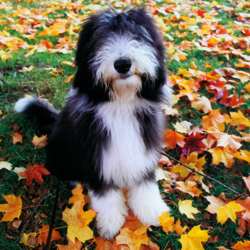 Собака породы бобтейл на осенних листьях