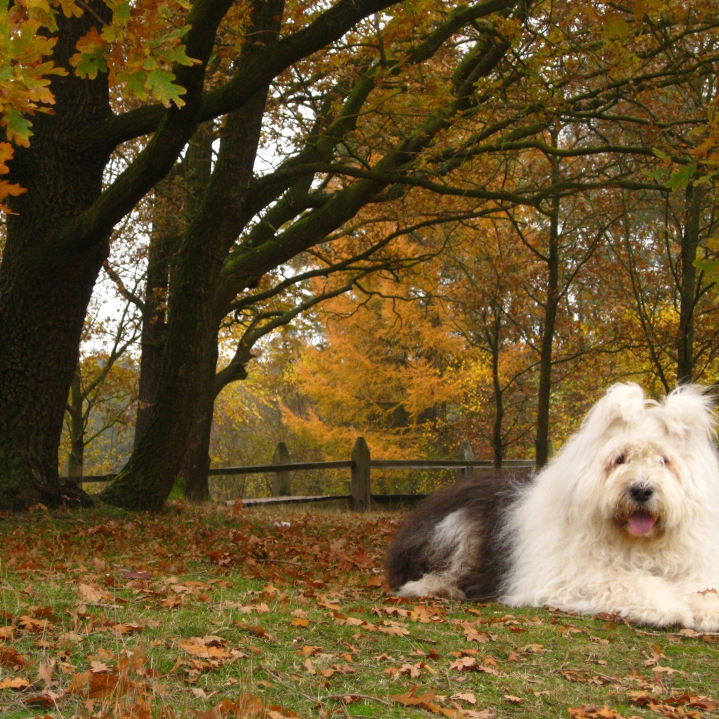 Собака породы бобтейл на фоне осеннего пейзажа